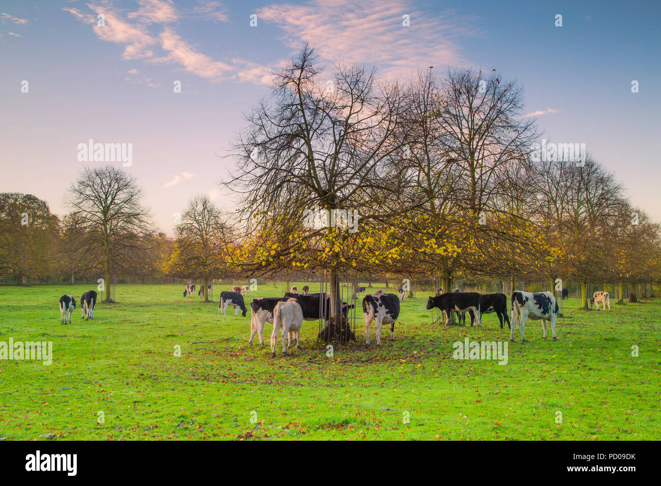 Kühe in einem Feld in ländlichen Leicestershire. Stockfoto