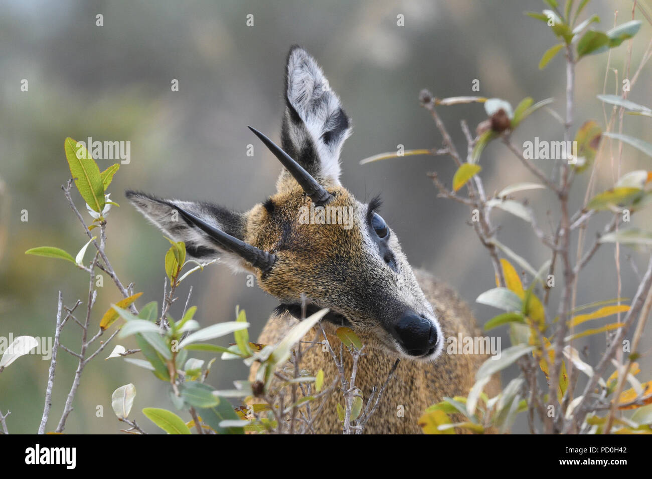 Südafrika, ein fantastisches Reiseziel Dritter und Erster Welt gemeinsam zu erleben. Steinböckchen ram Duft Markierung auf Strauch im Kruger Nationalpark. Stockfoto