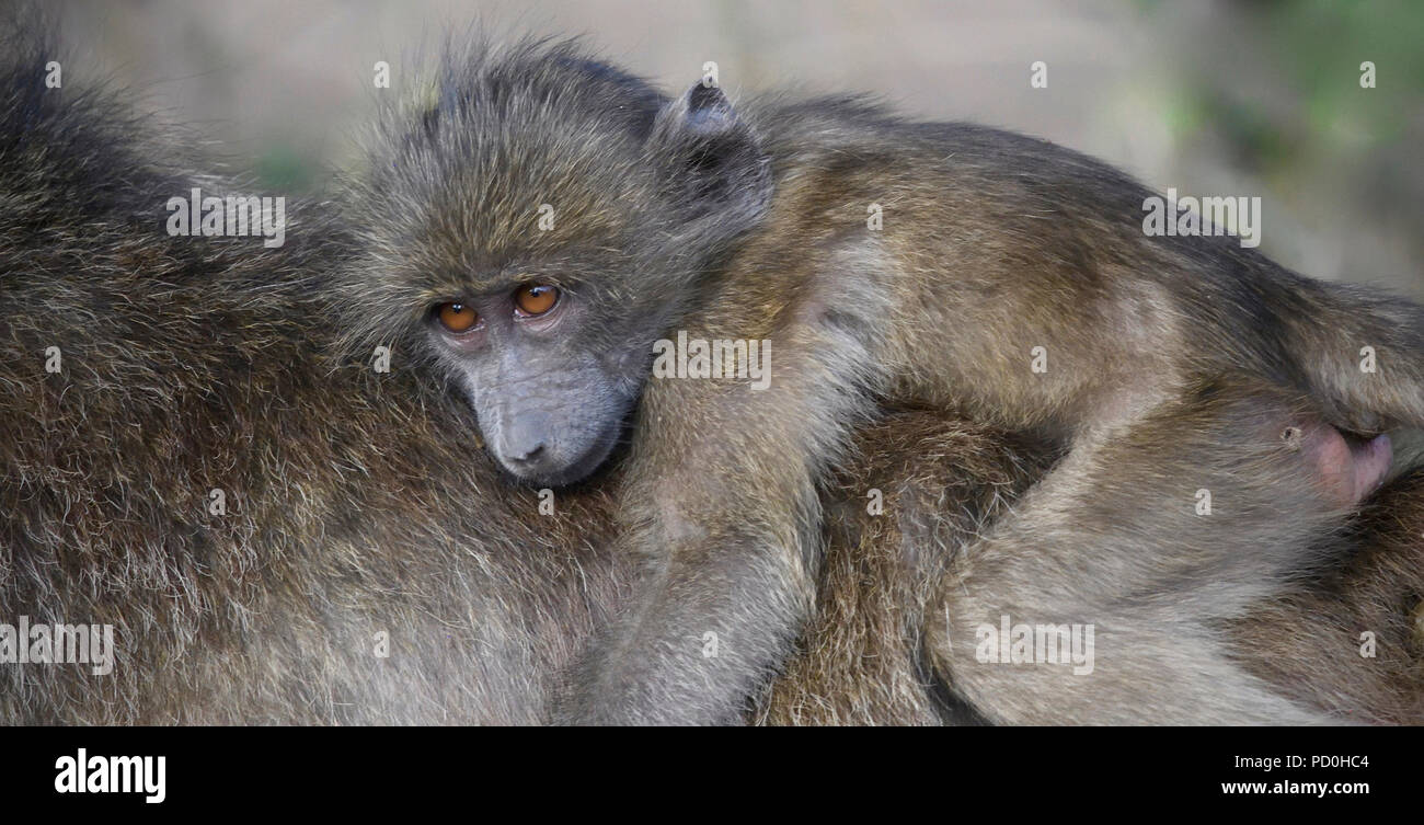 Südafrika, ein fantastisches Reiseziel Dritter und Erster Welt gemeinsam zu erleben. Baby chacma baboon Reiten auf Mom's zurück. Stockfoto