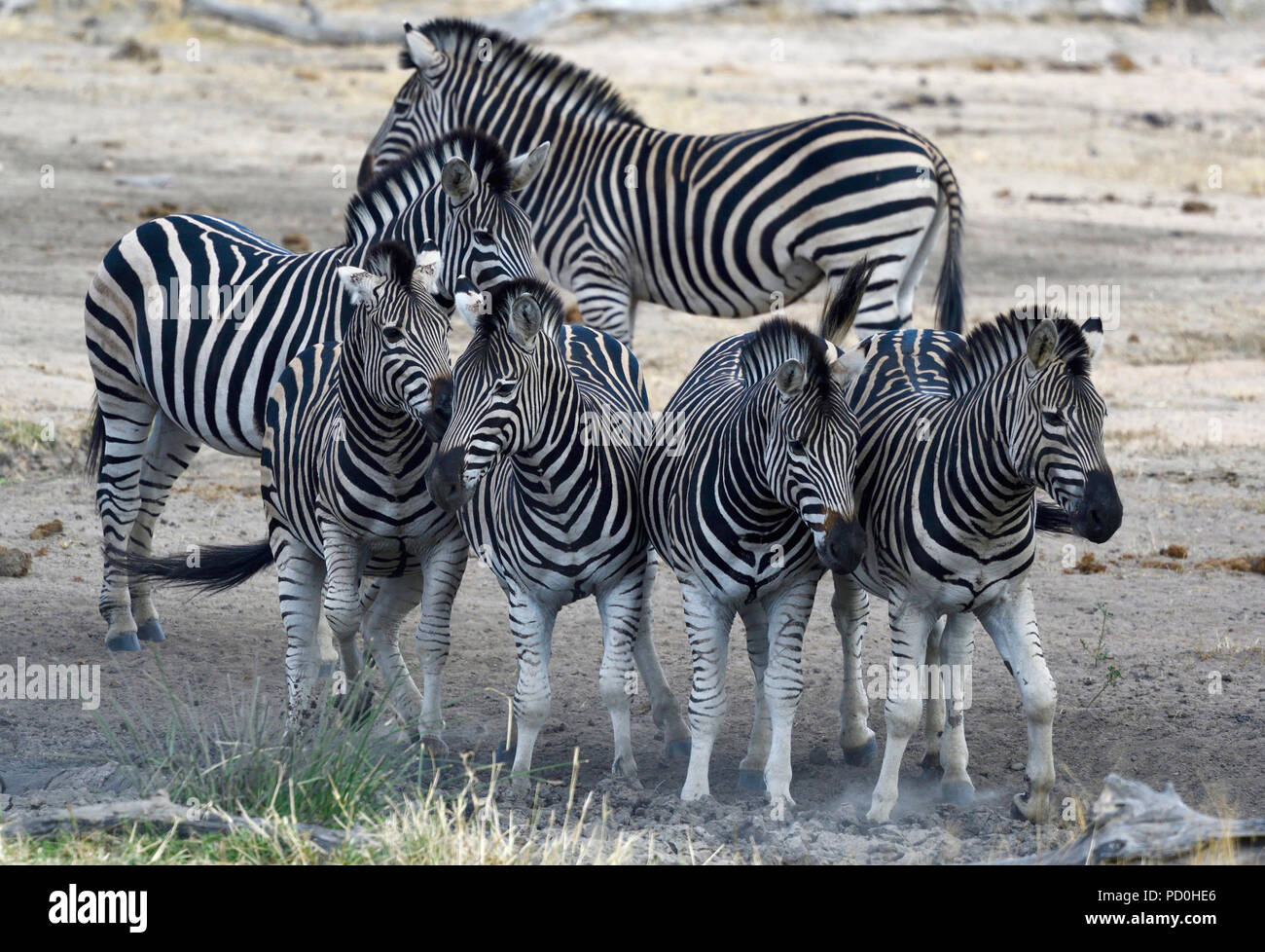 Südafrika, ein fantastisches Reiseziel Dritter und Erster Welt gemeinsam zu erleben. Zebra Streifen und Mustern, Kruger Park. Stockfoto