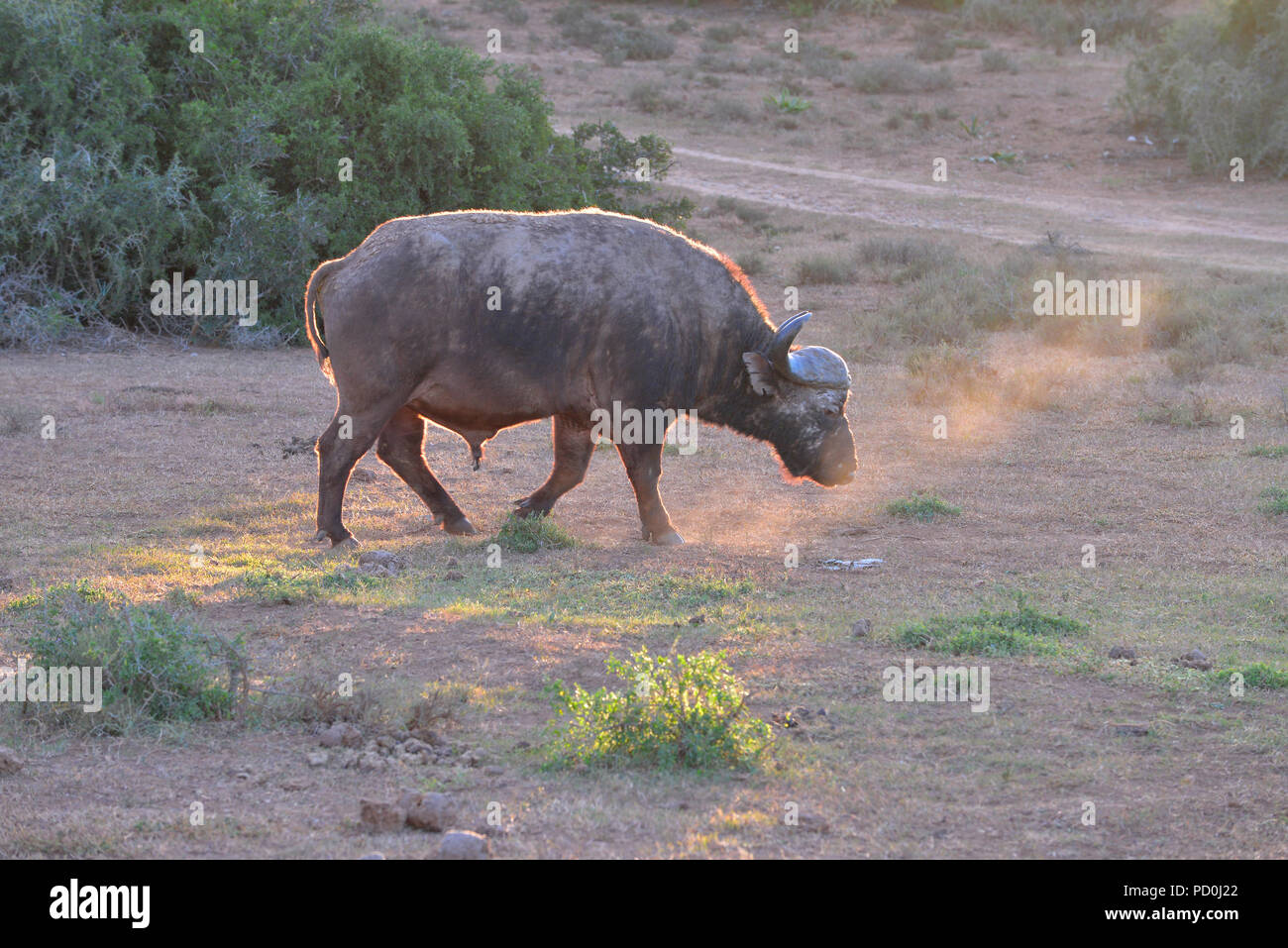 Südafrika, ein fantastisches Reiseziel Dritter und Erster Welt gemeinsam zu erleben. Lone Buffalo bull bei Sonnenuntergang trotten. Addo Elephant Park. Stockfoto