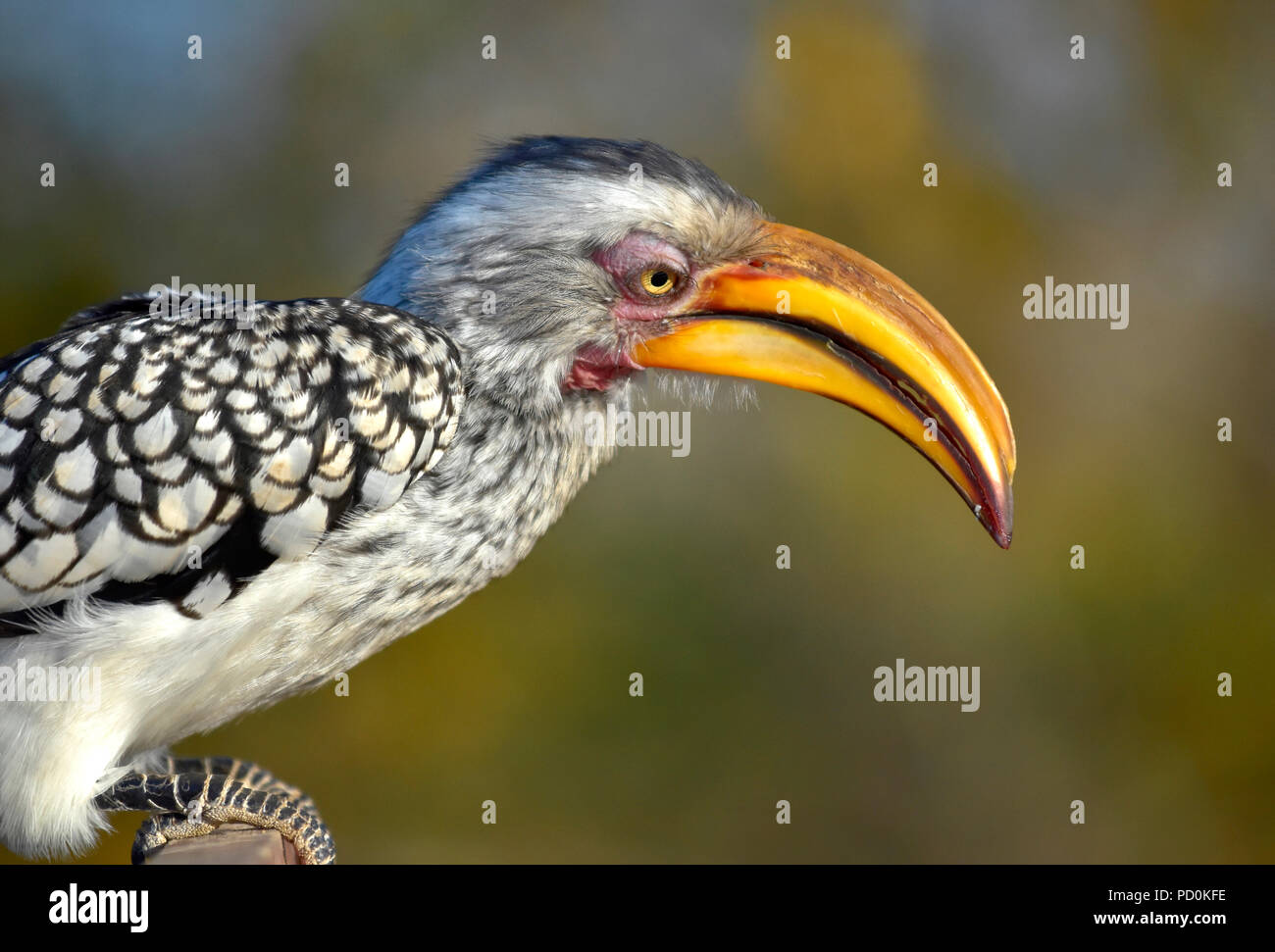 Südafrika, ein fantastisches Reiseziel Dritter und Erster Welt gemeinsam zu erleben. Yellow billed Hornbill nach Nahrung suchen. Close-up. Stockfoto