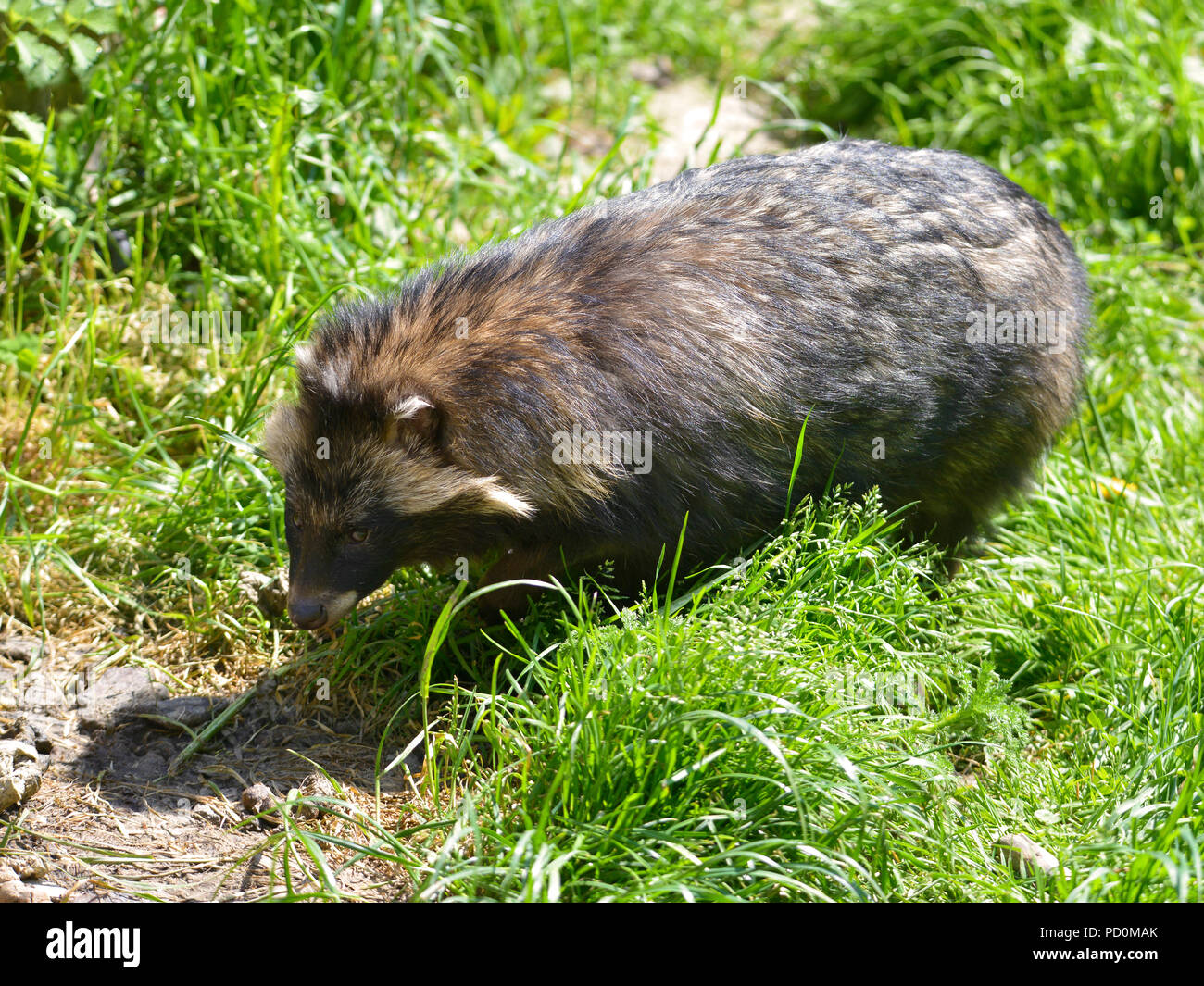 Marderhund (Nyctereutes procyonoides) auf Gras von oben gesehen Stockfoto