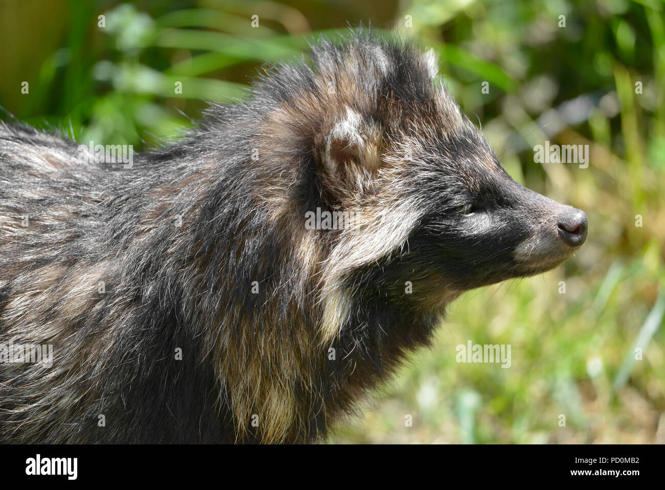 Portrait von marderhund (Nyctereutes procyonoides) aus gesehen Stockfoto