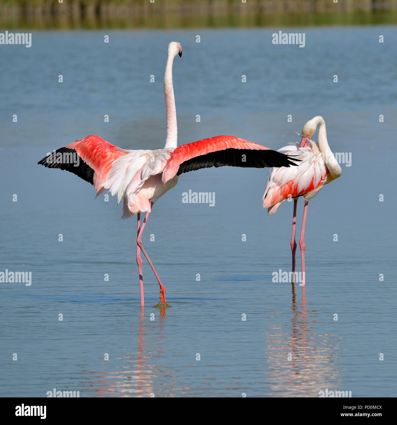 Flamingos im Wasser (Phoenicopterus ruber) mit offenen Flügeln, in der Camargue ist ein natürlicher Region südlich von Arles in Frankreich Stockfoto