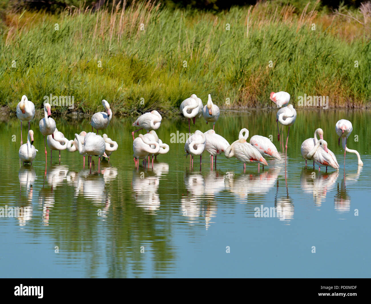 Gruppe von Flamingos (Phoenicopterus ruber) mit großen Reflexion im Wasser, in der Camargue ist ein natürlicher Region südlich von Arles iFrance Stockfoto