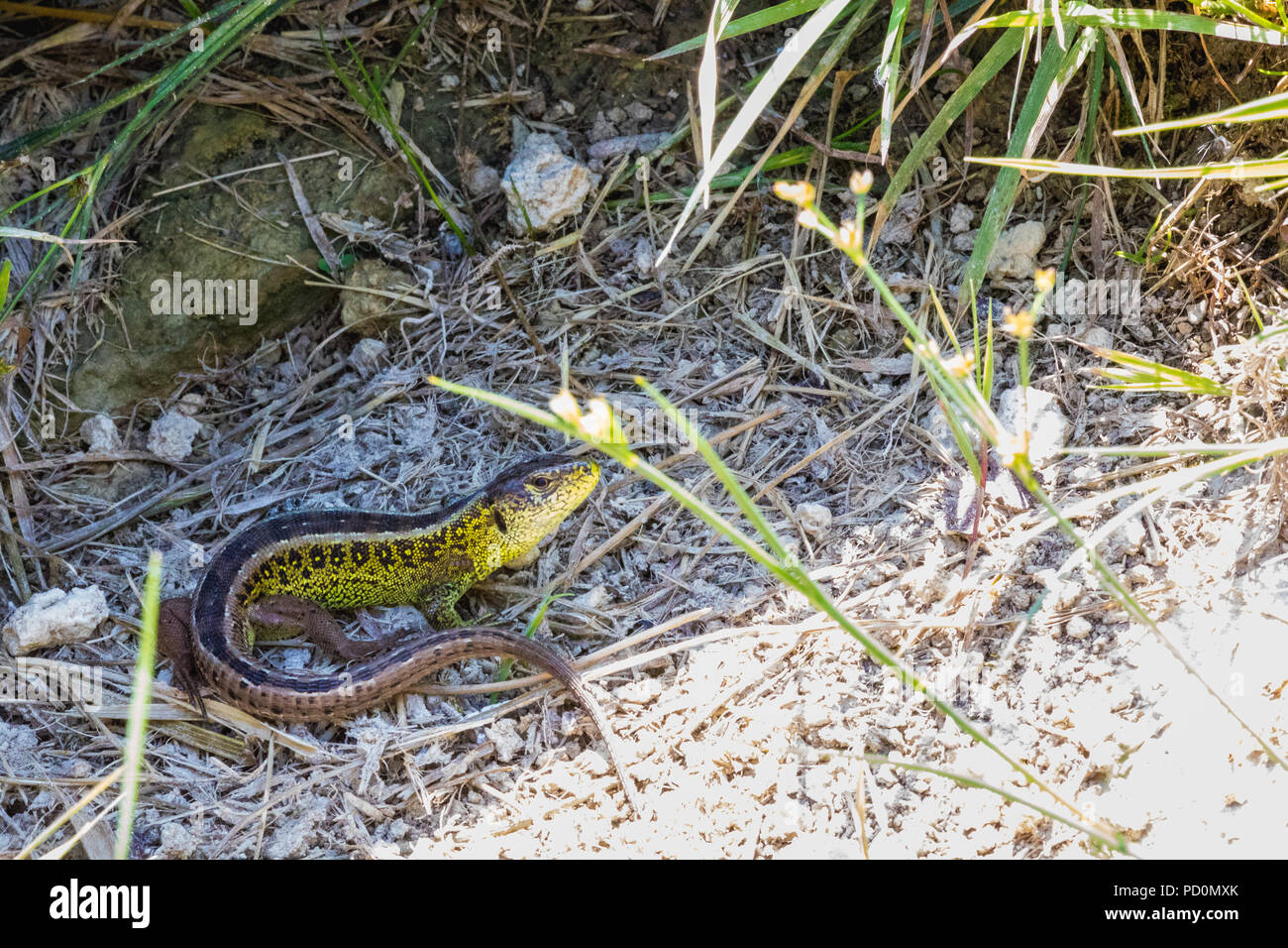 Nahaufnahme der ein wenig Ruhe sand lizard Schweiz Stockfoto