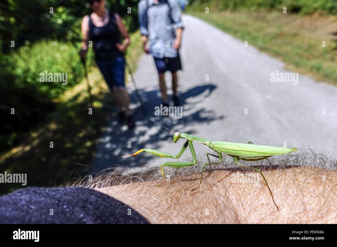 Eine Gebetshütte landete auf meiner Hand in den Weißen Karpaten, Velka Javorina 970 m über dem Meeresspiegel, Slowakei großes Insekt am Handarm Stockfoto
