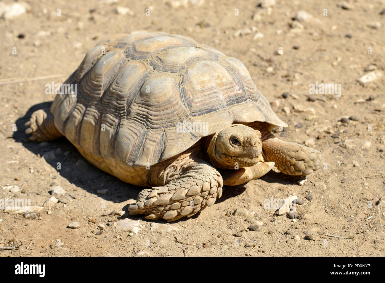 Nahaufnahme der Afrikanischen Trieb oder Sulcata Schildkröte Schildkröte (Centrochelys Sulcata) von vorne gesehen auf dem Boden Stockfoto