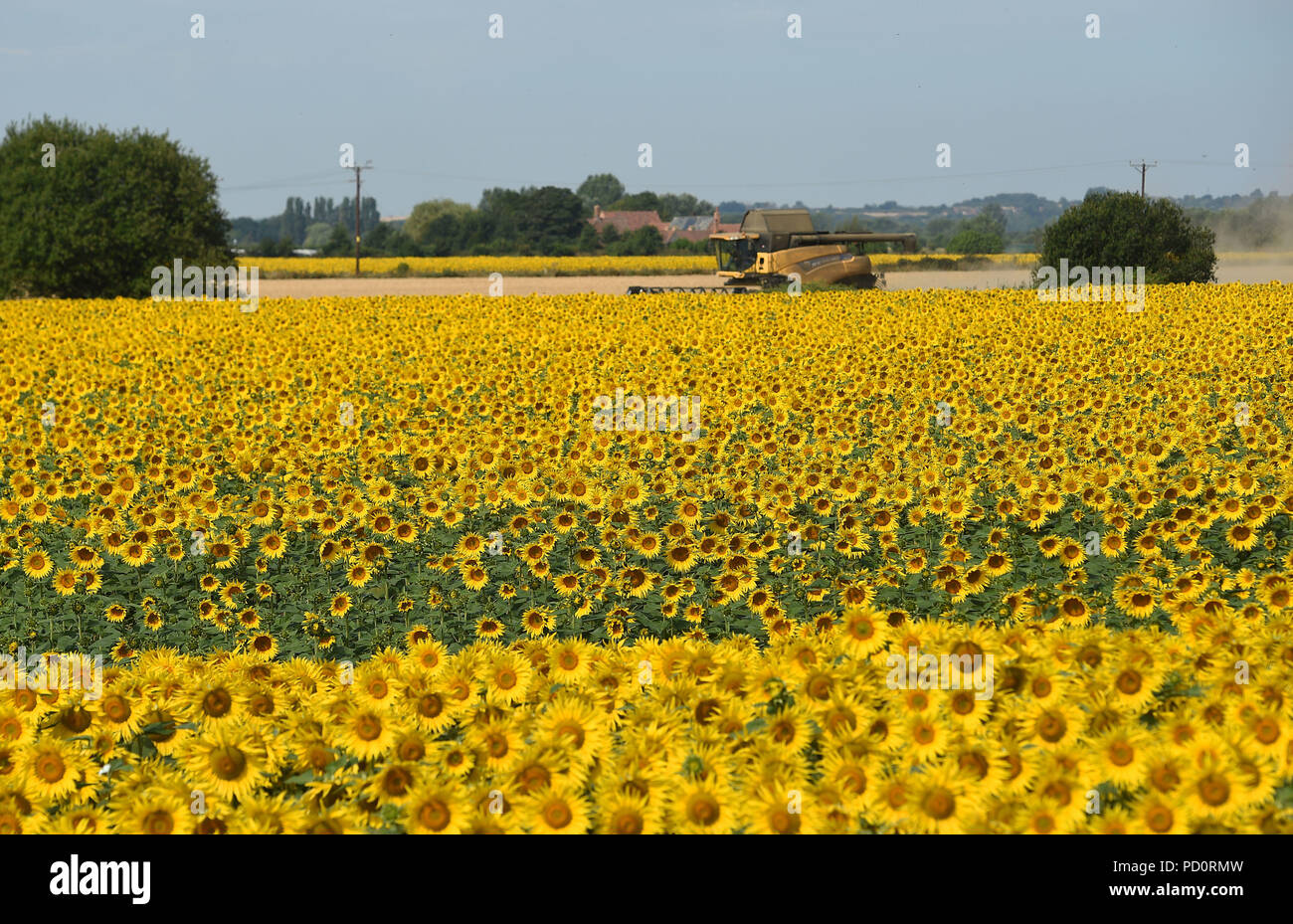 Ein Feld mit Sonnenblumen am Weinstock House Farm in der Nähe von Spalding, Lincolnshire, als einen anderen Zauberspruch von warmen Wetter schlägt Großbritannien. Stockfoto