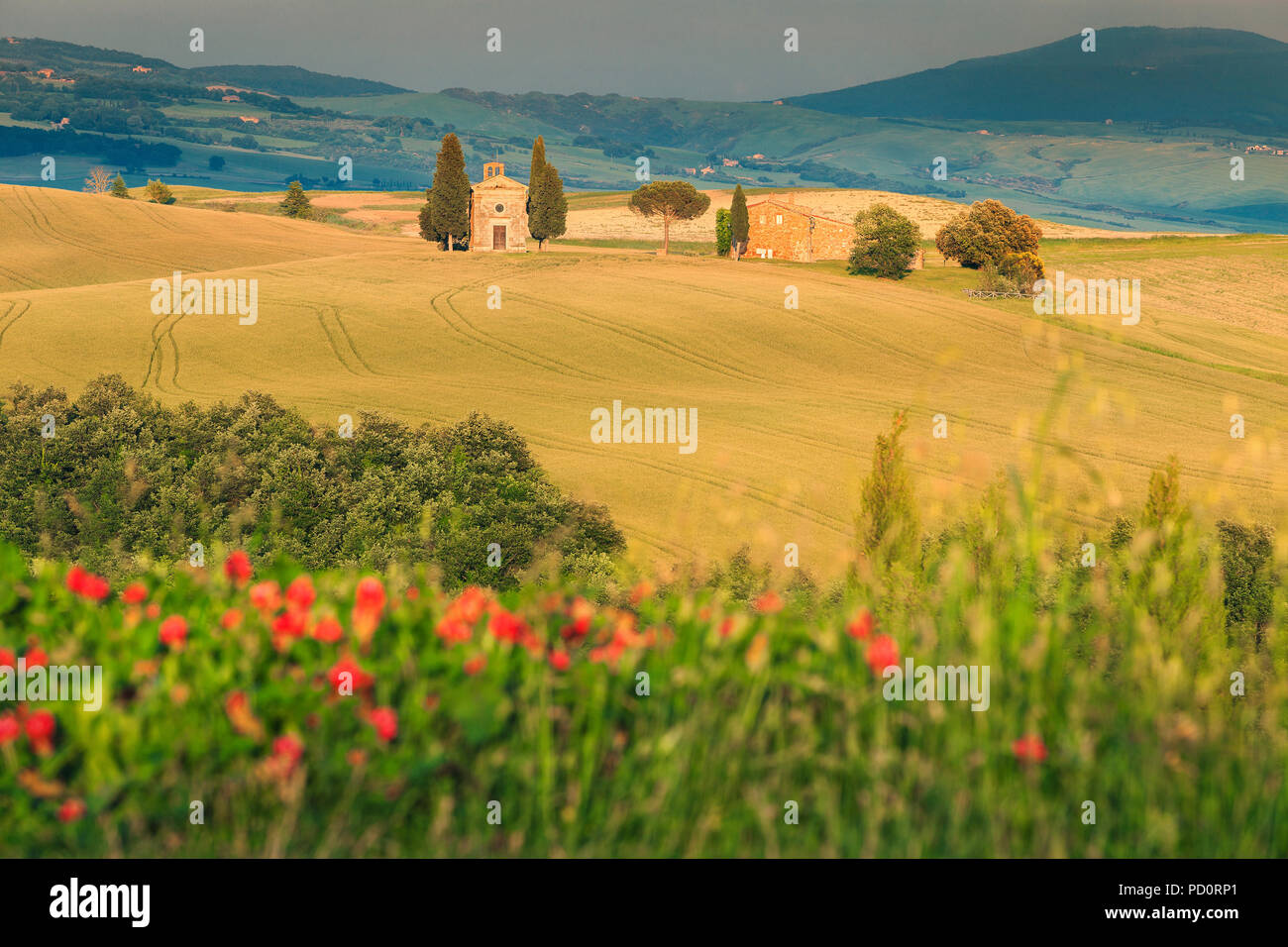 Erstaunlich, Toskana, berühmte Vitaleta Kapelle (Cappella di Vitaleta) mit Korn Felder in der Nähe von San Quirico d'Orcia, Toskana, Italien, Europa Stockfoto