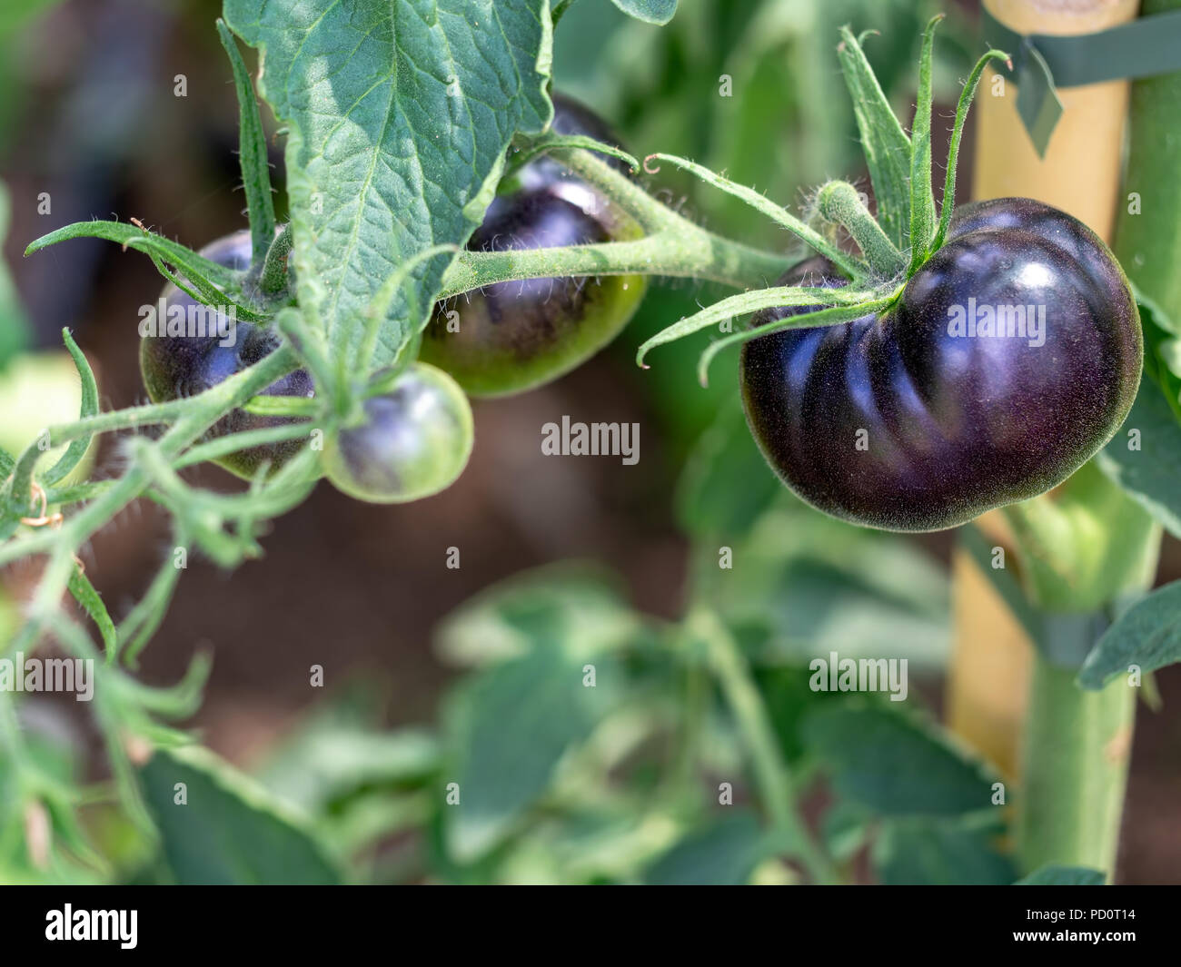 Schwarz Tomatenpflanzen detail, im Garten. Vollständig organischen, natürlichen Zustand. Differential konzentrieren. Stockfoto