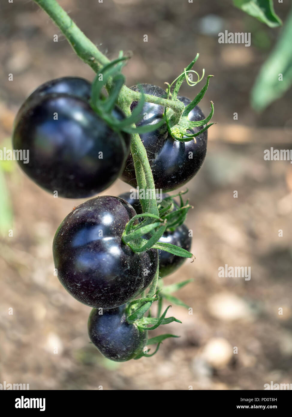 Schwarz Tomatenpflanzen detail, im Garten. Vollständig organischen, natürlichen Zustand. Differential konzentrieren. Stockfoto