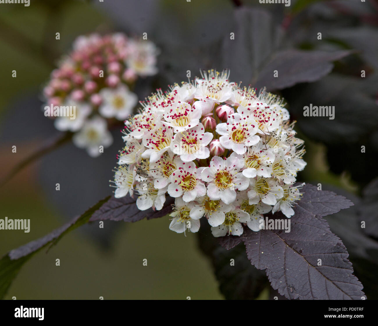 Physocarpus Opulifolius "Diabolo" Stockfoto