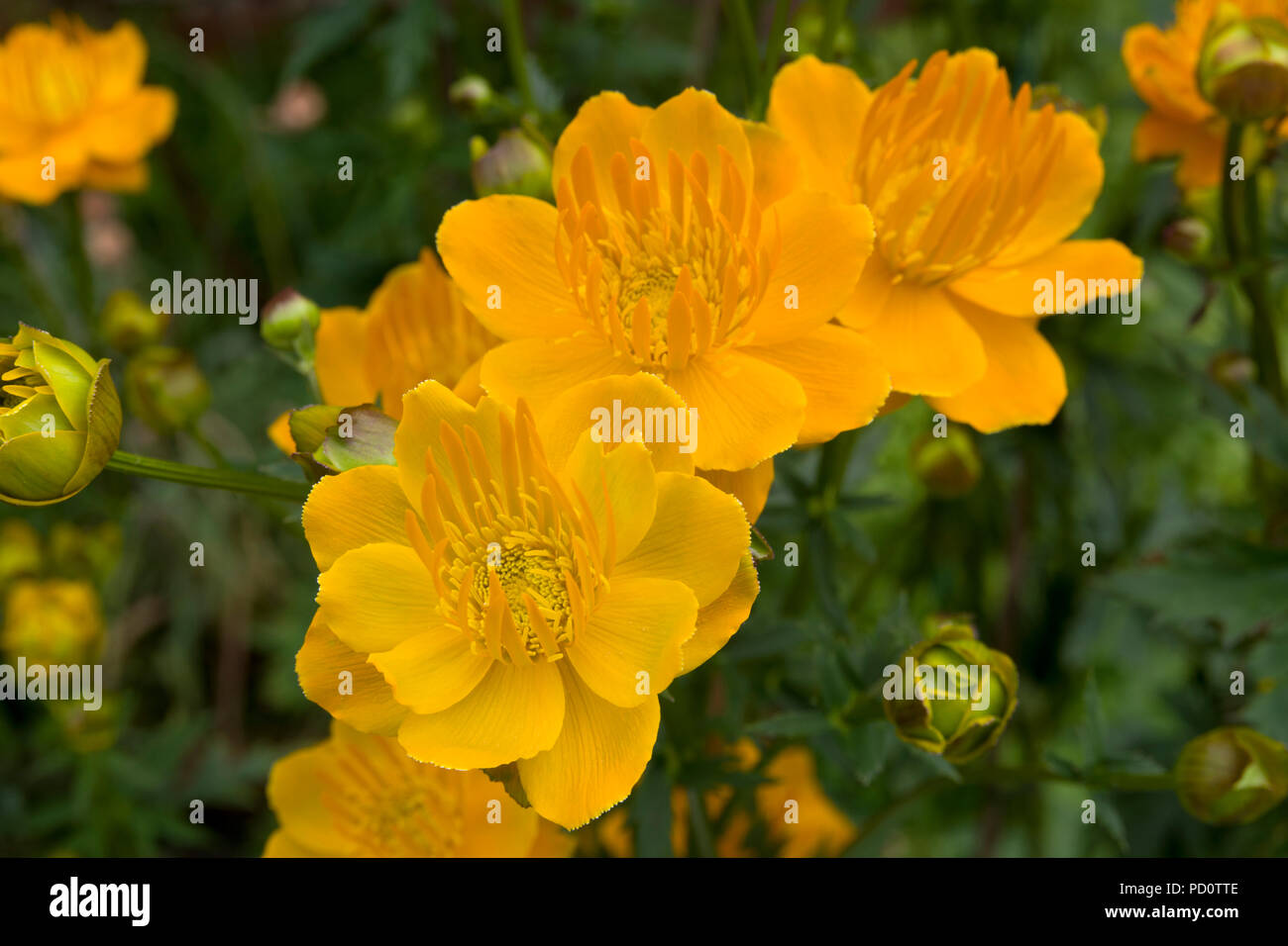 Trollblume Chinensis 'Golden Queen' Stockfoto