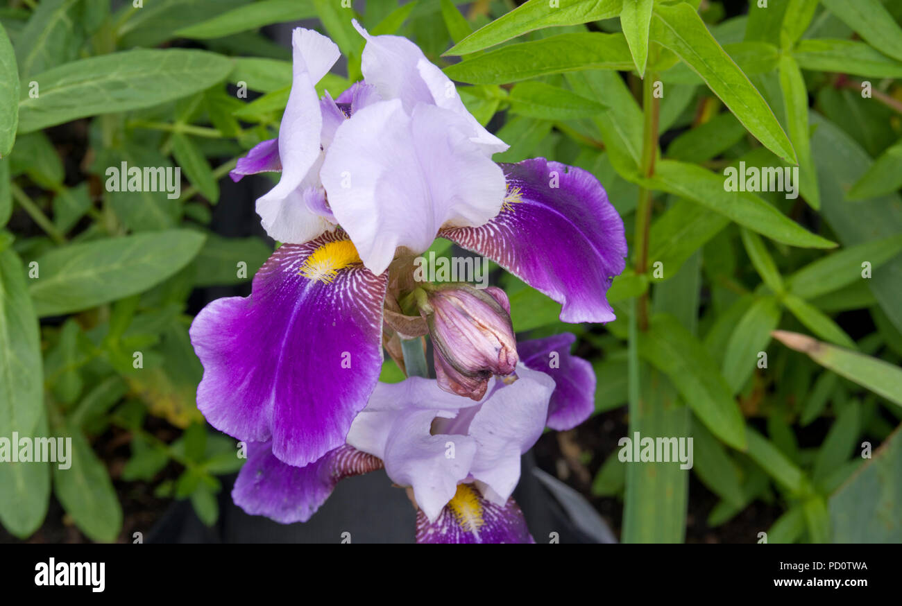 Iris germanica Braithwaite Stockfoto