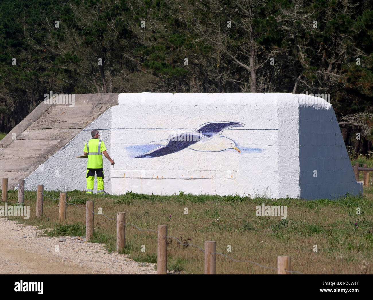 Rat workman Malerei eine große schwarz-backed Gul Stockfoto