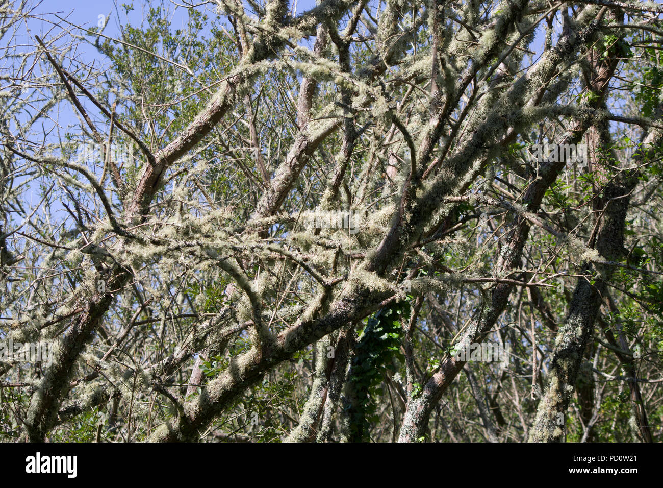 Flechten an Bäumen im Marais de Fouesnant Bretagne Stockfoto