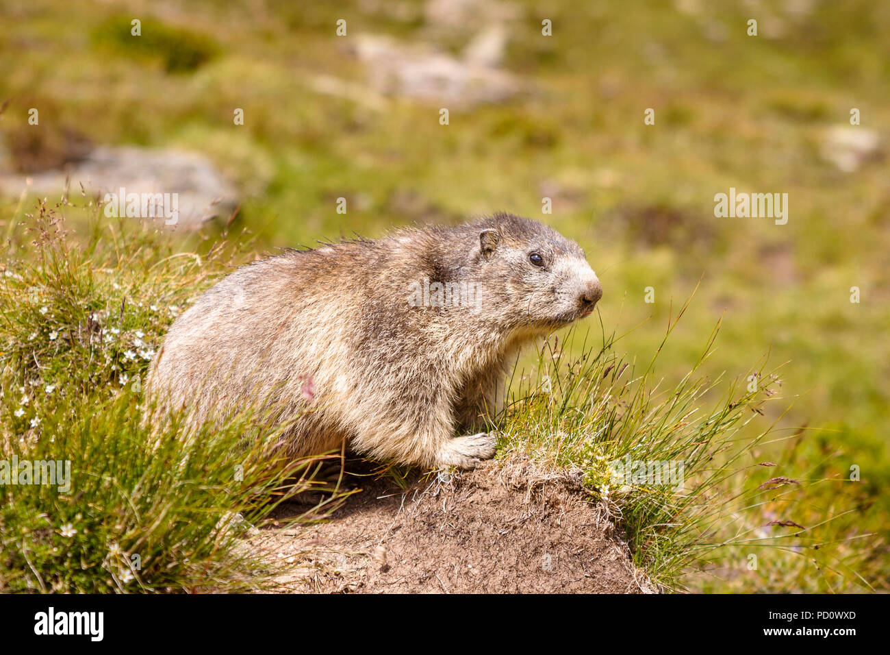 Alpine Murmeltier (Marmota marmota) auf einem Gras tussock in Saas Fee im Saastal (Saastal) im Kanton Wallis, Schweiz Stockfoto