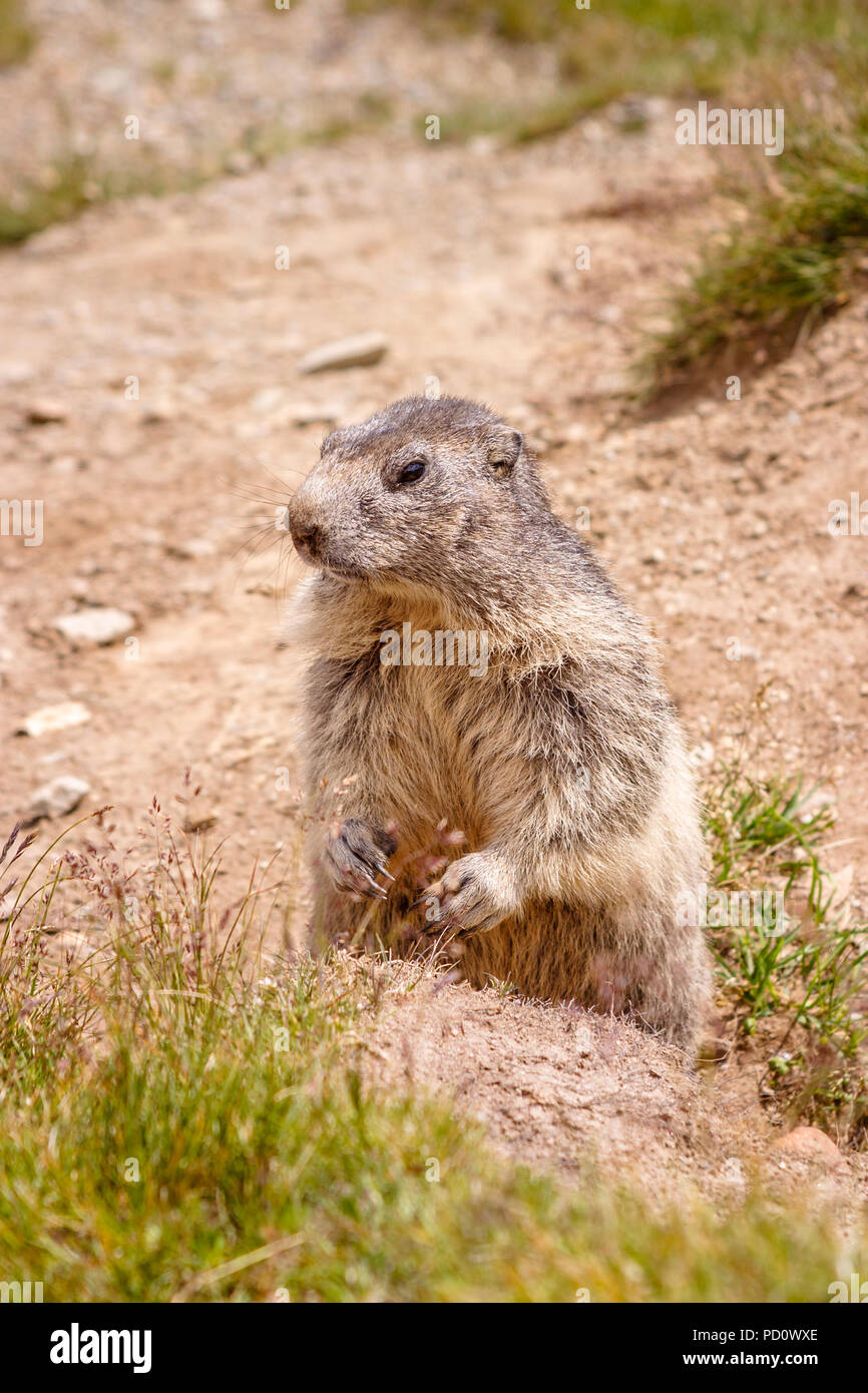 Alpine Murmeltier (Marmota marmota) auf einem Gras tussock in Saas Fee im Saastal (Saastal) im Kanton Wallis, Schweiz Stockfoto