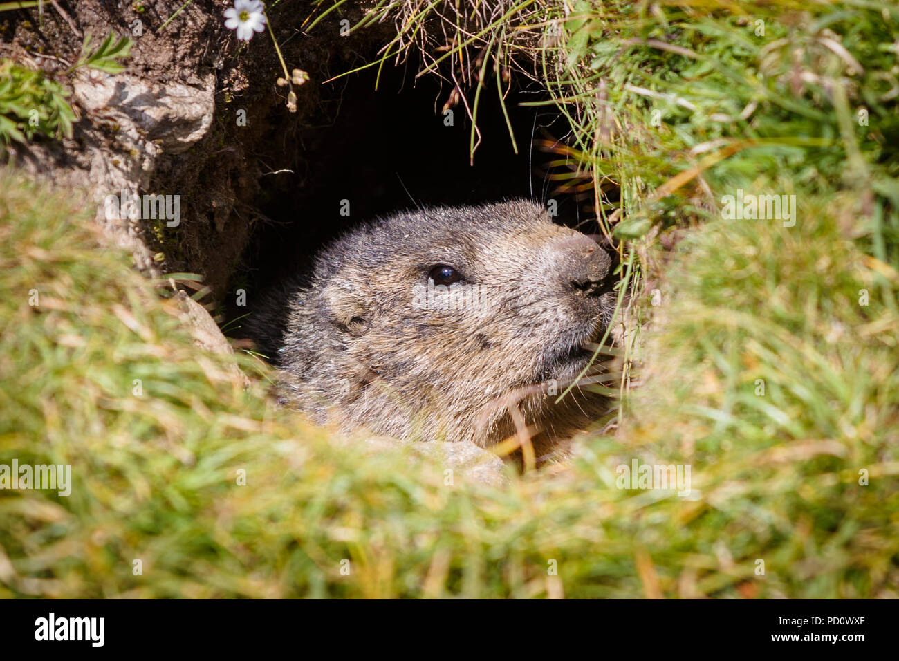 Kopf eines alpinen Murmeltier (Marmota marmota) aus seiner Höhle in Saas Fee im Saastal (Saastal) im Kanton Wallis, Schweiz Stockfoto
