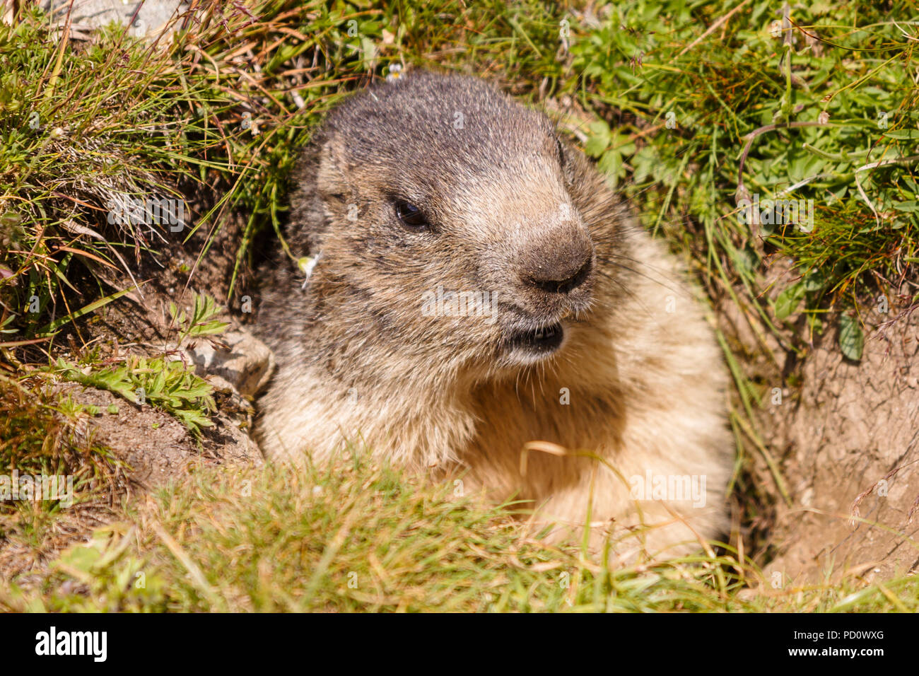 Kopf eines alpinen Murmeltier (Marmota marmota) aus seiner Höhle in Saas Fee im Saastal (Saastal) im Kanton Wallis, Schweiz Stockfoto