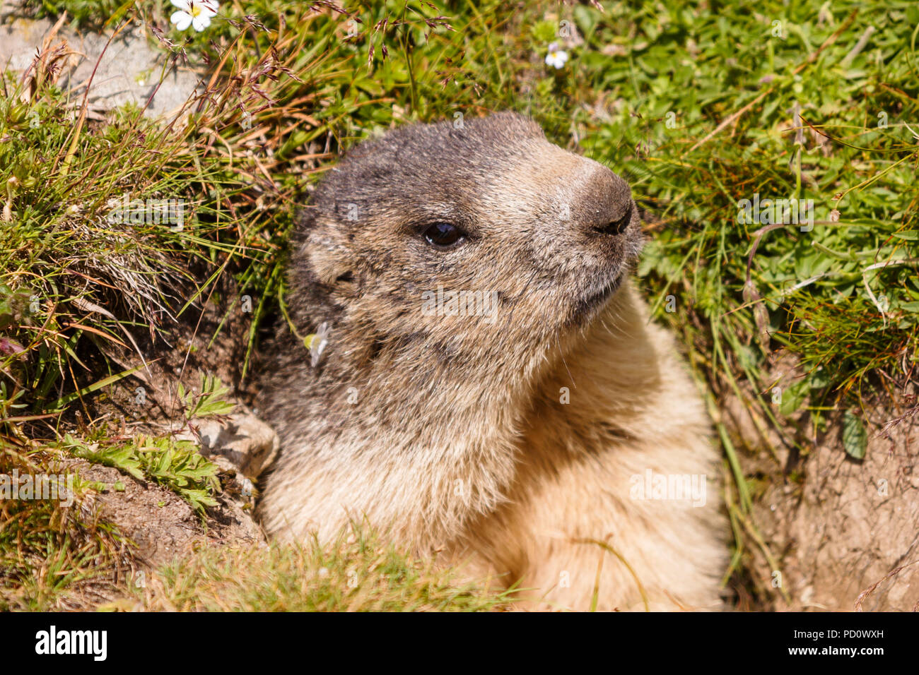 Kopf eines alpinen Murmeltier (Marmota marmota) aus seiner Höhle in Saas Fee im Saastal (Saastal) im Kanton Wallis, Schweiz Stockfoto