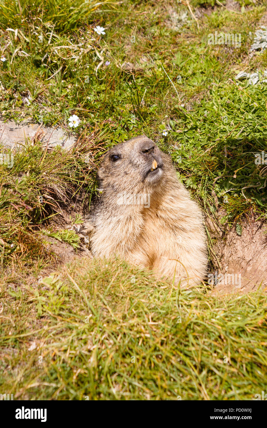 Kopf eines alpinen Murmeltier (Marmota marmota) aus seiner Höhle in Saas Fee im Saastal (Saastal) im Kanton Wallis, Schweiz Stockfoto