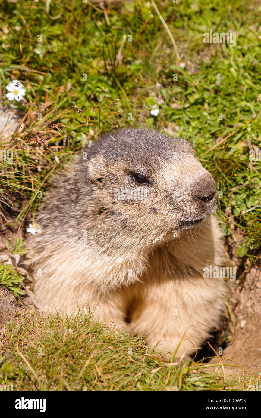 Kopf eines alpinen Murmeltier (Marmota marmota) aus seiner Höhle in Saas Fee im Saastal (Saastal) im Kanton Wallis, Schweiz Stockfoto