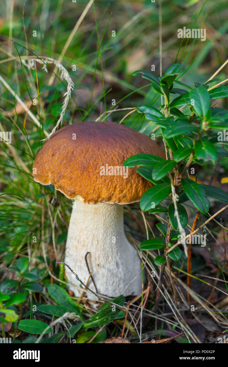 Boletus Edulis essbare Pilze im Wald Stockfoto