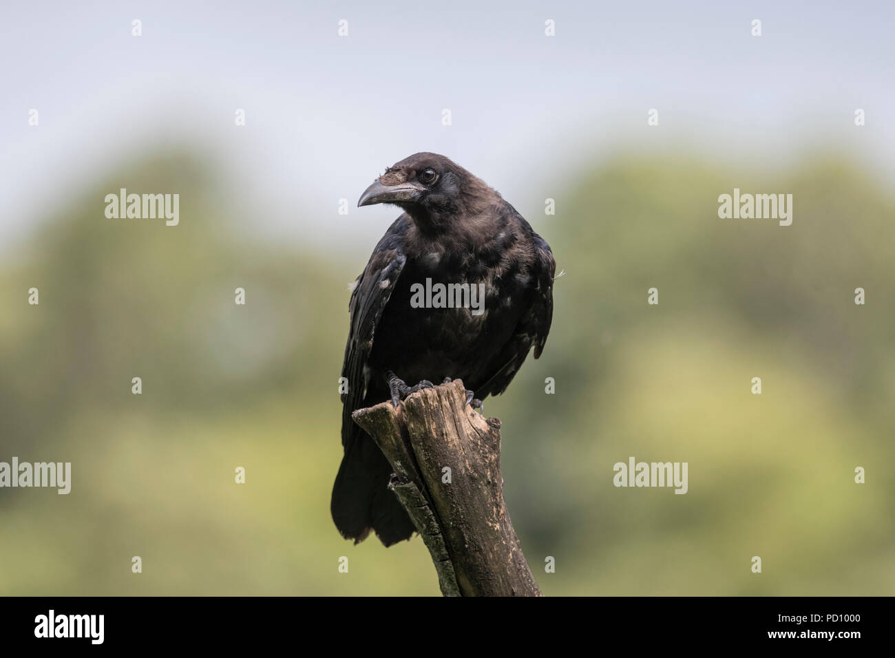 Juvenile Nebelkrähe (Corvus corone) auf Baumstumpf thront, RSPB Lochwinnoch, August 2018 Stockfoto