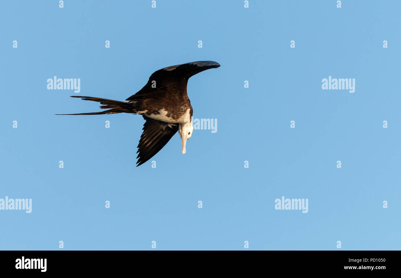 Prachtvolle Fregatte Vogel fliegen Sie auf der Suche nach Fisch Stockfoto