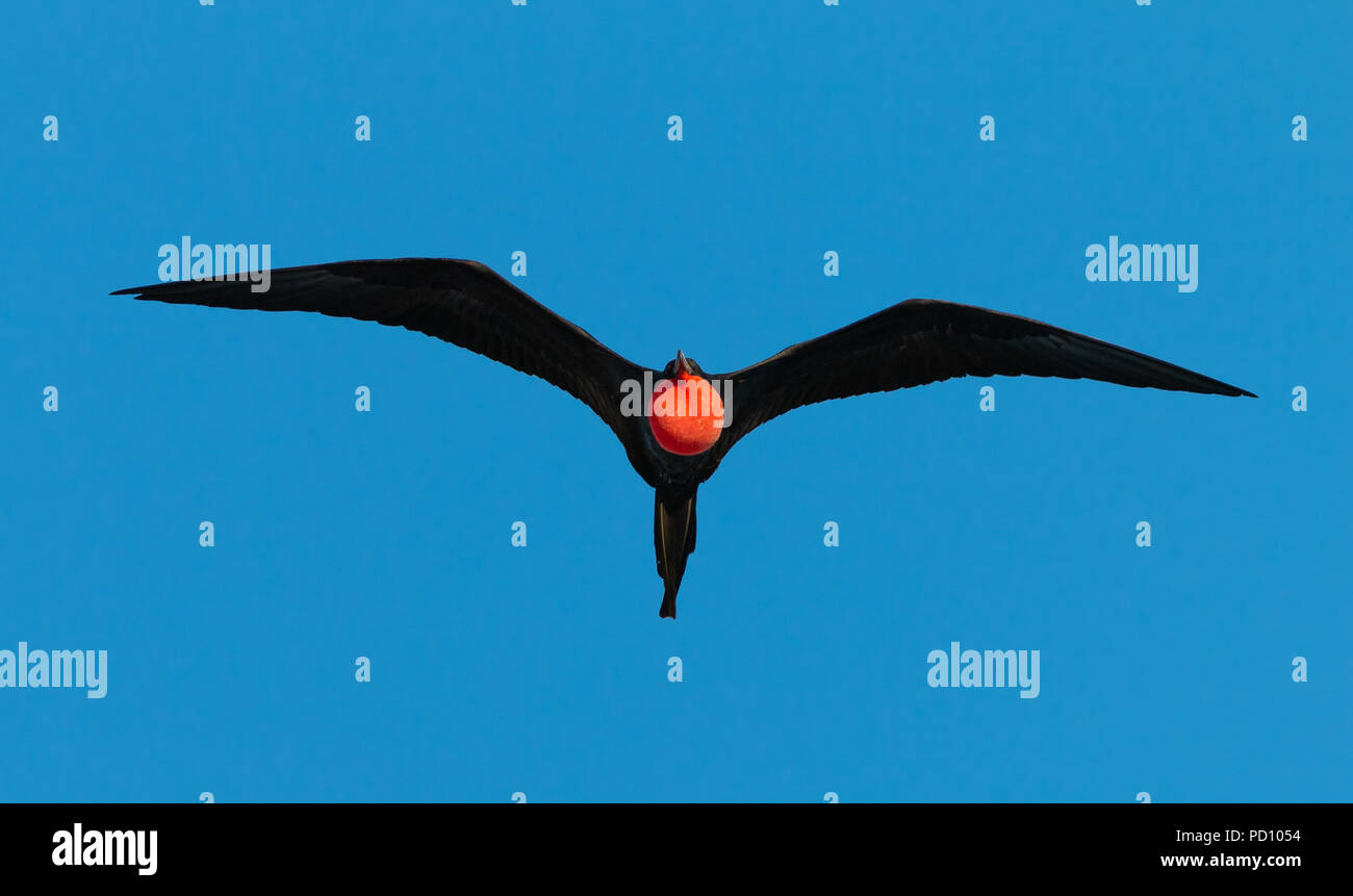 Prachtvolle Fregatte Vogel fliegen mit seinem roten Hals Tasche aufgeblasen. Stockfoto