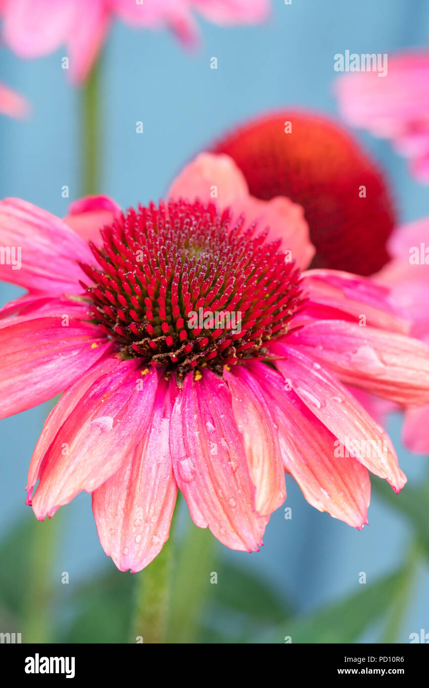 Rosa Kegel Blüte (Echinacea) Stockfoto