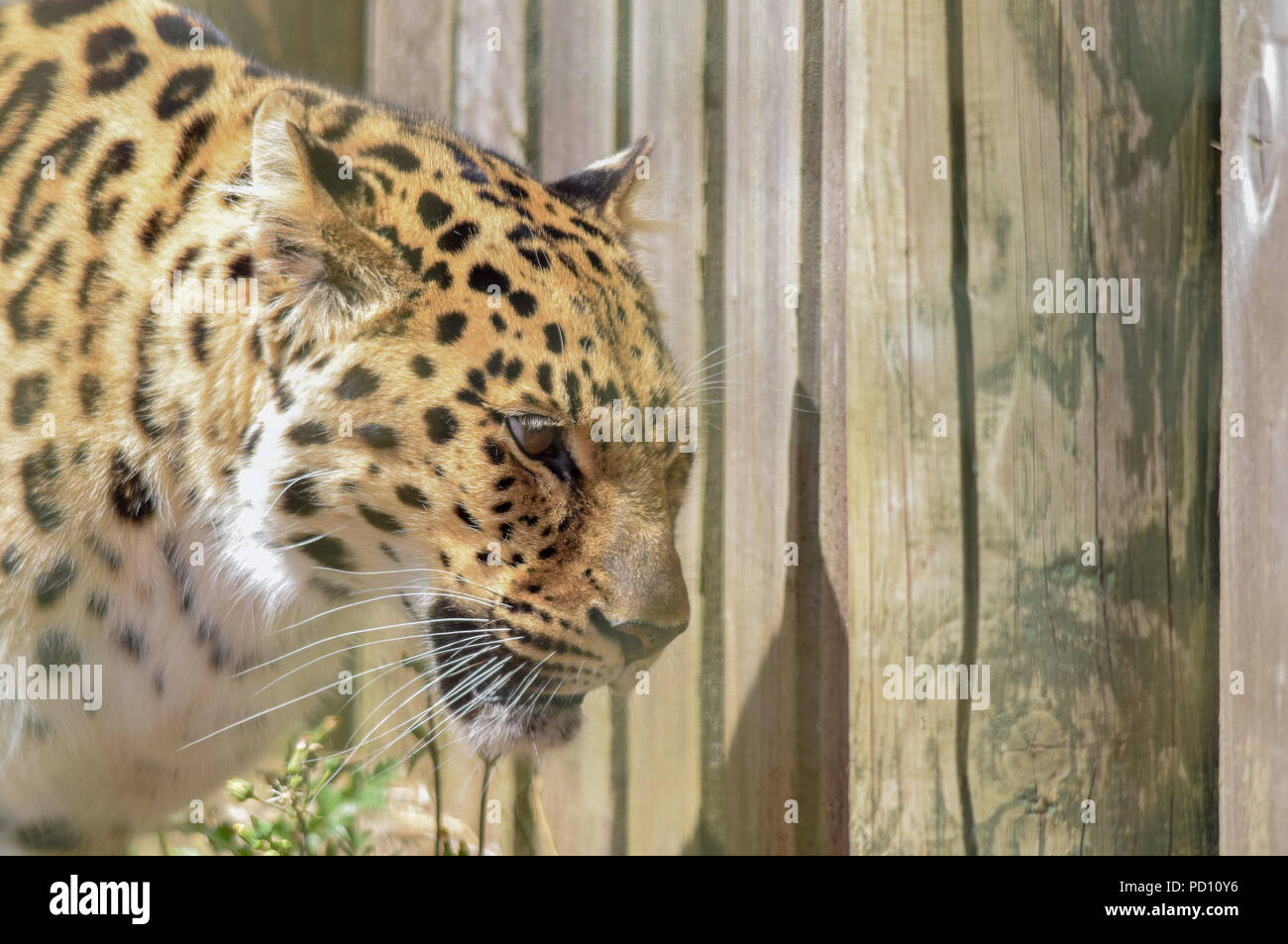 Leopard Stockfoto