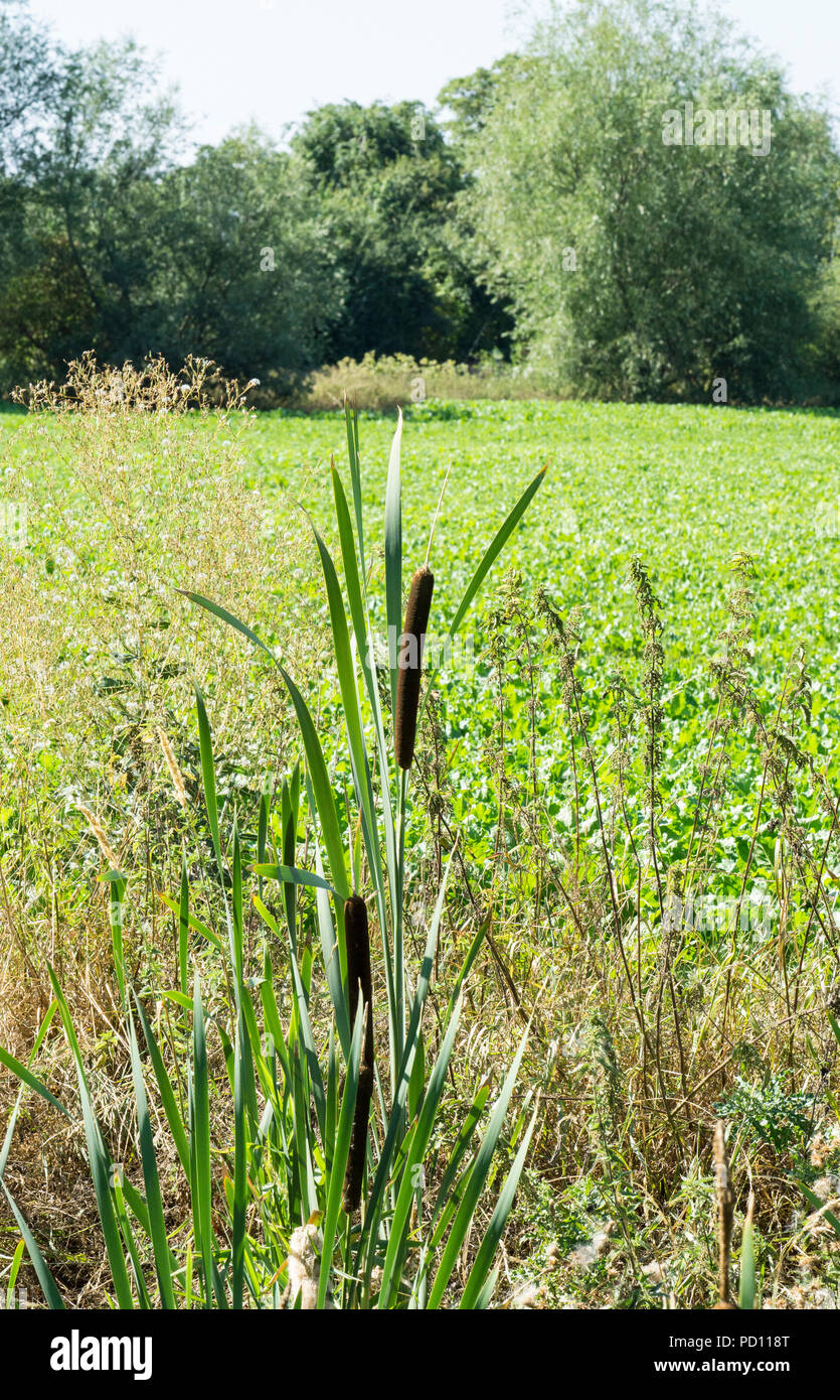 Reed Mace Stockfoto