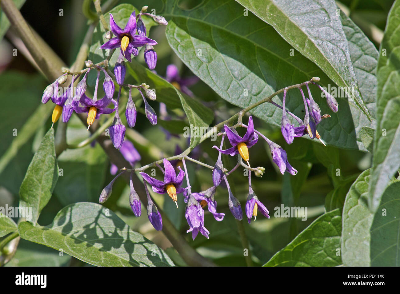 Blumen und Blätter von Solanum dulcamara, auch als Bittersüße, Bittersüßer Nachtschatten, snakeberry, Woody nightshade, Latina, Latium, Italien. Stockfoto