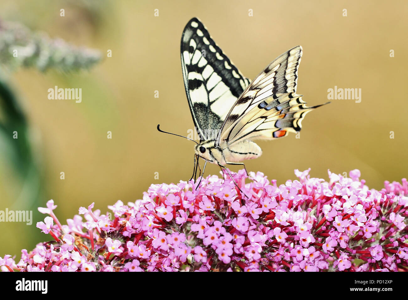 Schwalbenschwanz Schmetterling auf der Suche nach Nektar auf einem sommerflieder Blume Stockfoto