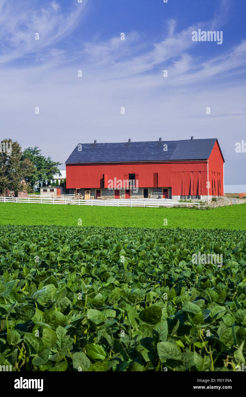 Rote Scheune, Sojabohnenernte, die in einem Feld auf einem Amish Bauernhof, Lancaster County, ländliche Pennsylvania, Pa USA, US-Landwirtschaft, vertikale Gemüsegarten wächst Stockfoto