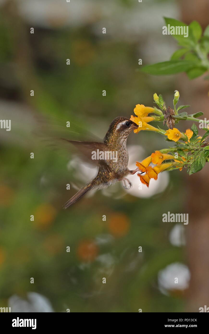 Gesprenkelte Kolibri (Adelomyia melanogenys maculata) erwachsenen Schweben, Fütterung im Flower Vinicio Birdwatchers House, Nono-Mindo Straße, Ecuador Stockfoto