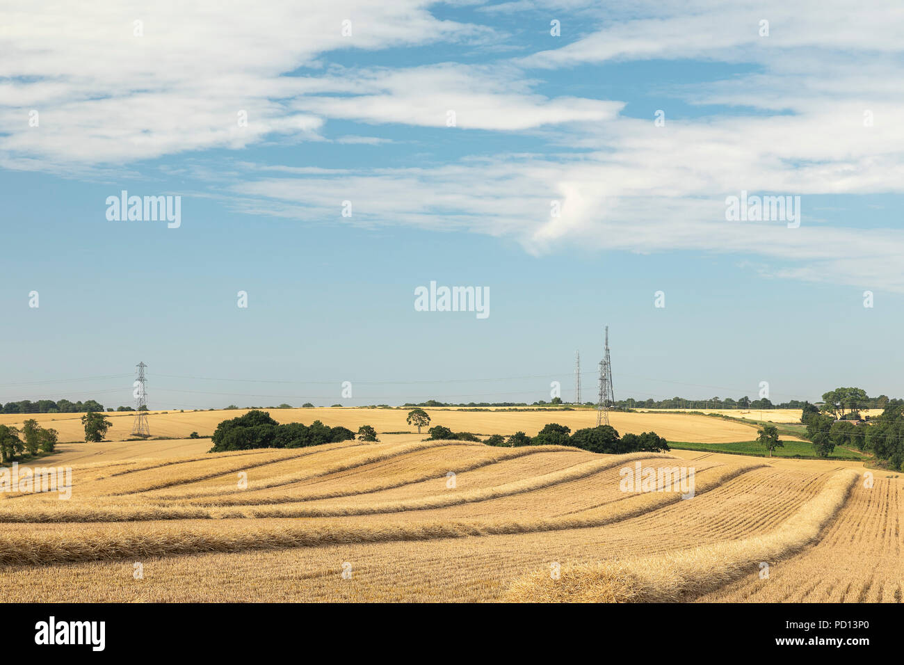 Ein Bild von einer frühen Ernte aufgrund der langen heißen Sommer in Großbritannien, Schuß in der Nähe auf dem Hügel, Leicestershire, England, Großbritannien Tilton Stockfoto