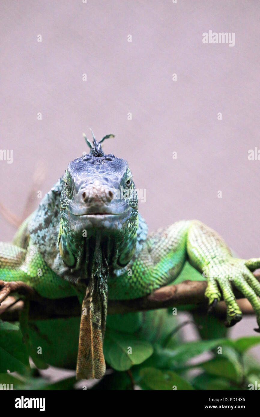 Gemeinsame Leguan, Iguana iguana, Bergen County Zoo, Paramus, NJ Stockfoto