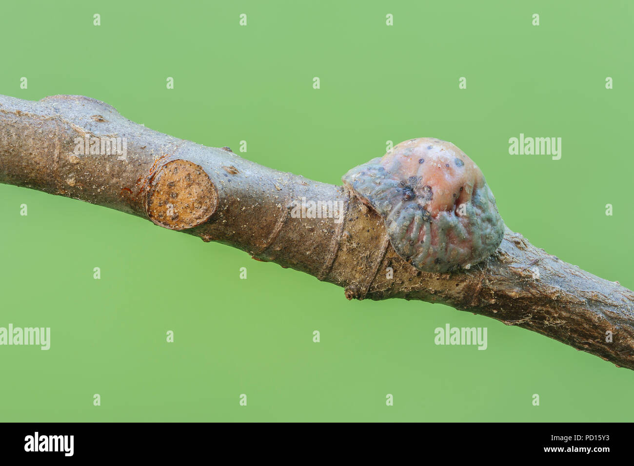 Eine reife weibliche Tuliptree Skala (Toumeyella liriodendri) auf eine Niederlassung eines Tuliptree, das zeigt auch eine vorhergehende Befestigungspunkt befestigt. Stockfoto