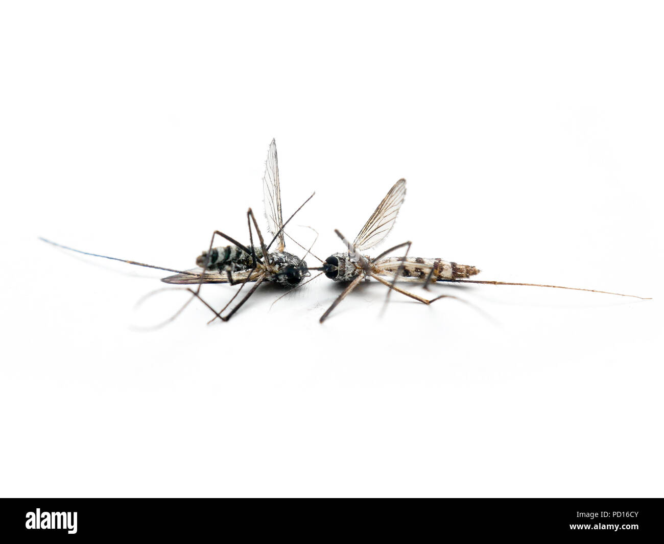 Gefährliche Zika virus Aedes aegypti Mücken tot auf weißem Hintergrund Stockfoto