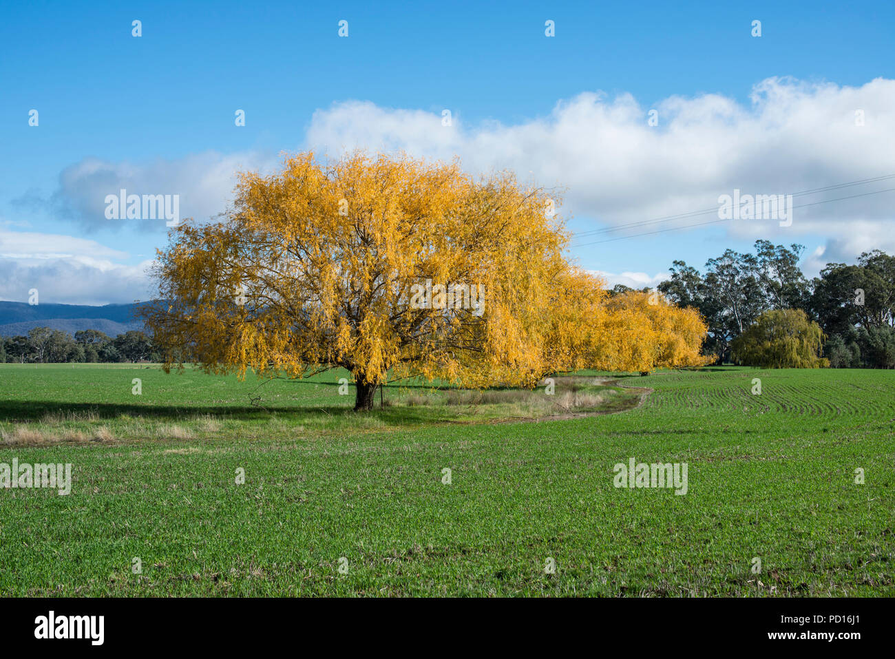 Golden wattle Bäume, Avoca, Victoria, Australien Stockfoto