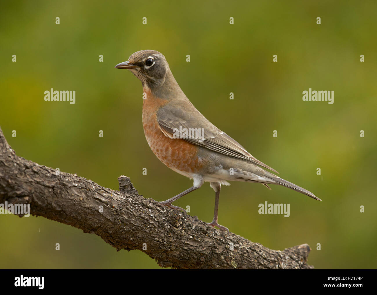 American Robin (Turdus migratorius), Sacramento County California Stockfoto