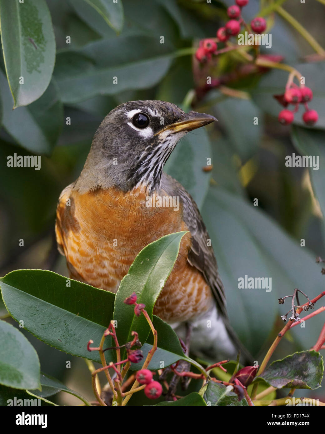 American Robin (Turdus migratorius), Sacramento County California Stockfoto