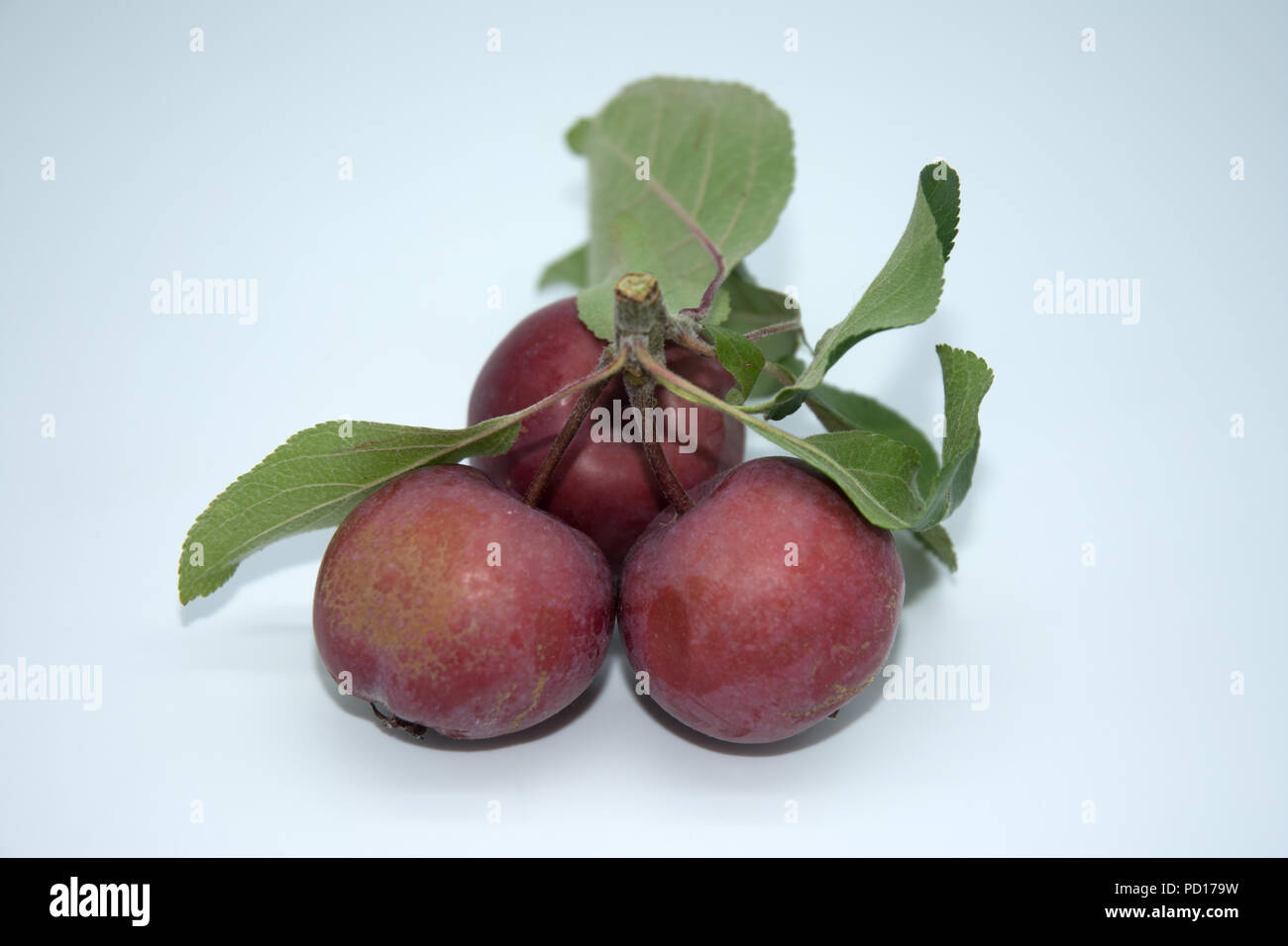 Red gehäutet Äpfel mit Blättern vor einem weißen Hintergrund namens Rosetta Apple Stockfoto