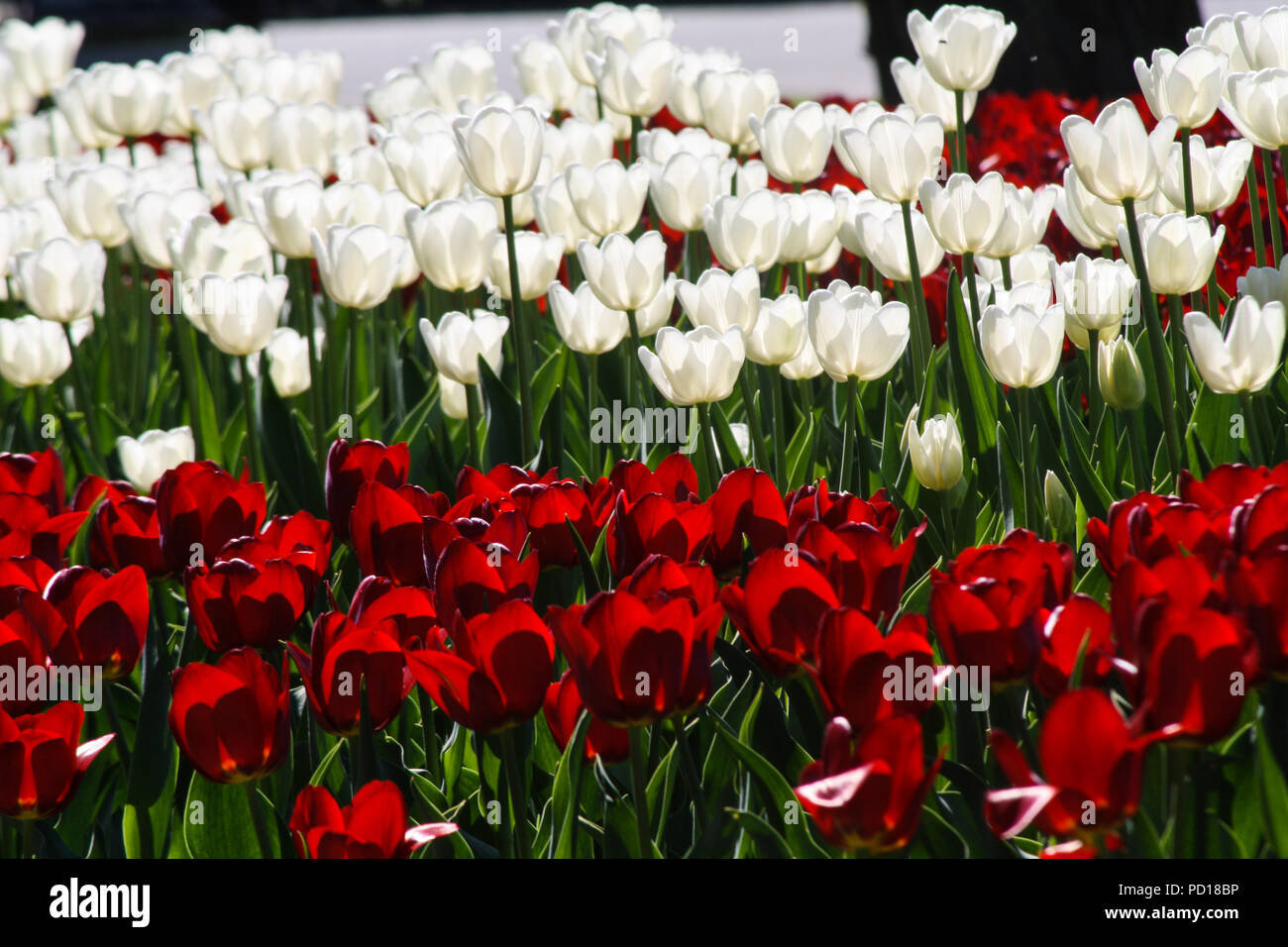 Nationaler Feiertag, rot weiß rote Blumen Stockfoto