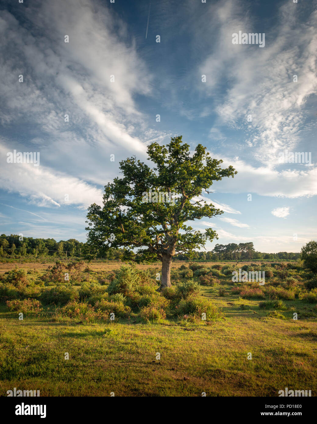Ein einsamer Baum steht stolz in der unberührten Landschaft des New Forest National Park in der Nähe der New Milton, Hampshire, UK in der Sommersaison. Stockfoto